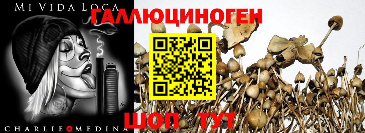 Малоярославец  купить наркотик  Псилоцибиновые грибы MAGIC MUSHROOMS  Вход с VPN  Галлюциногенные грибы Psilocybe 